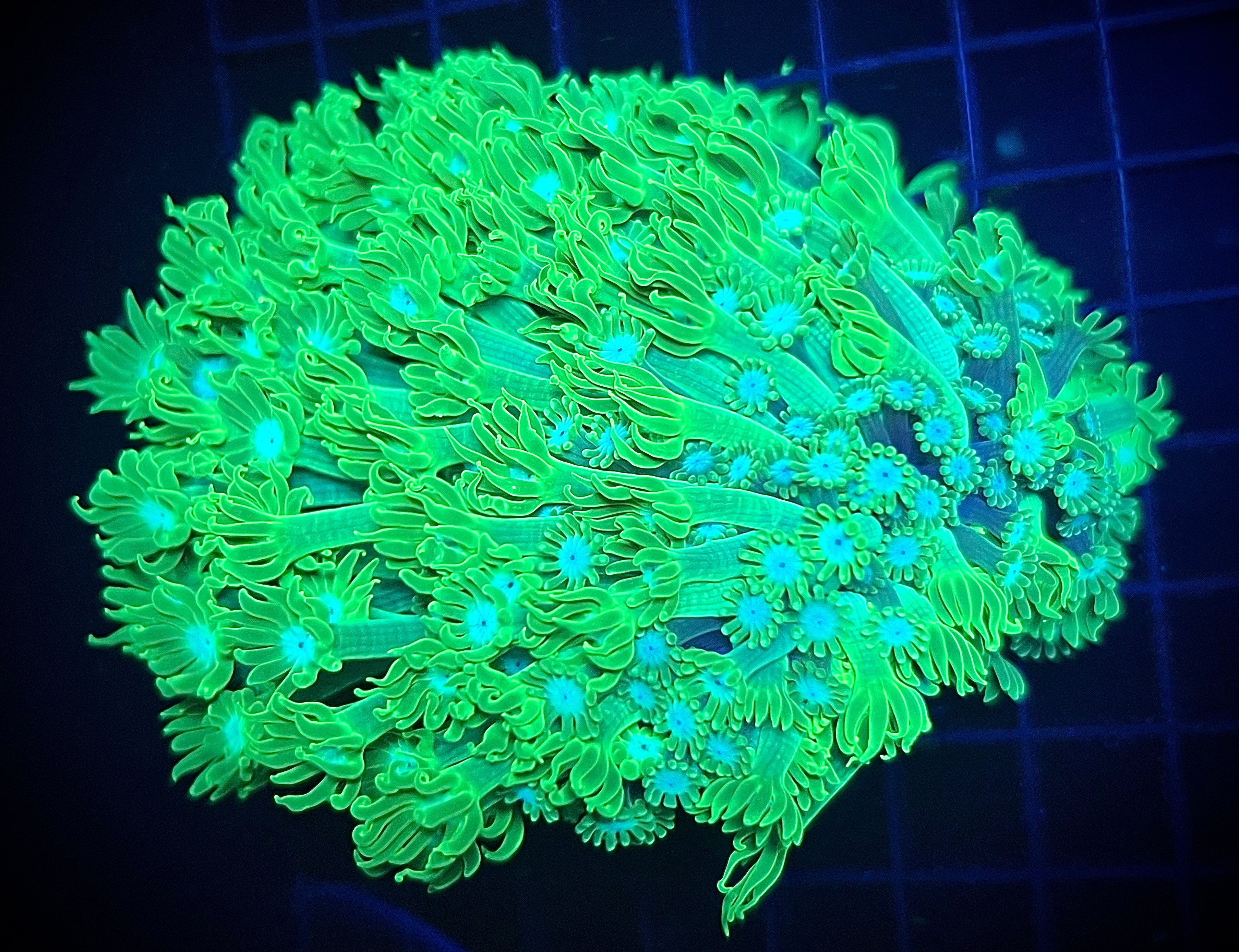 XL WWA Luck of the Irish Alveopora (WYSIWYG)