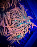 XL Rainbow Bubble Tip Anemone, 7-8" (WYSIWYG)