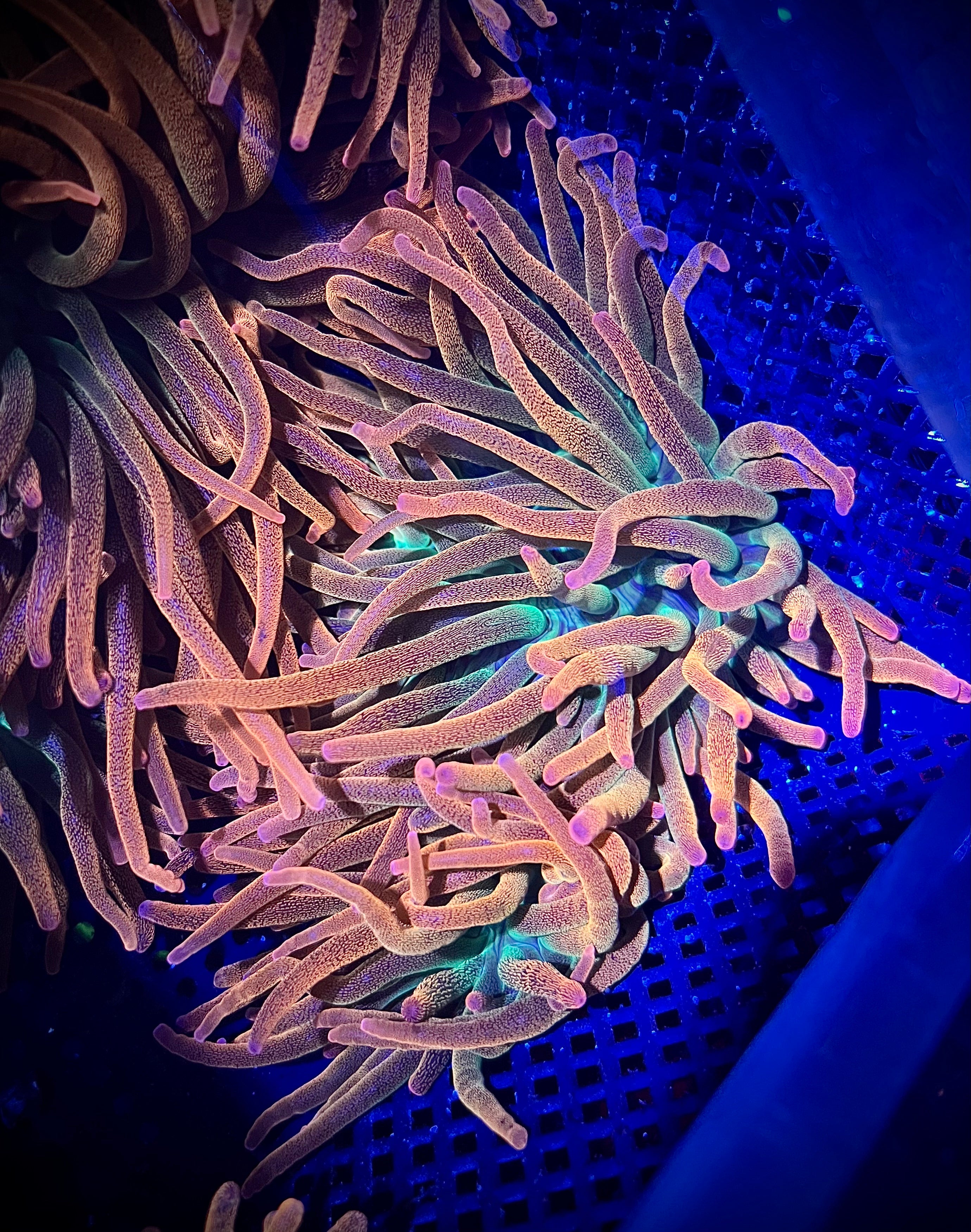XL Rainbow Bubble Tip Anemone, 7-8" (WYSIWYG)