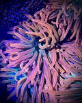 XL Rainbow Bubble Tip Anemone, 7-8"+ (WYSIWYG)