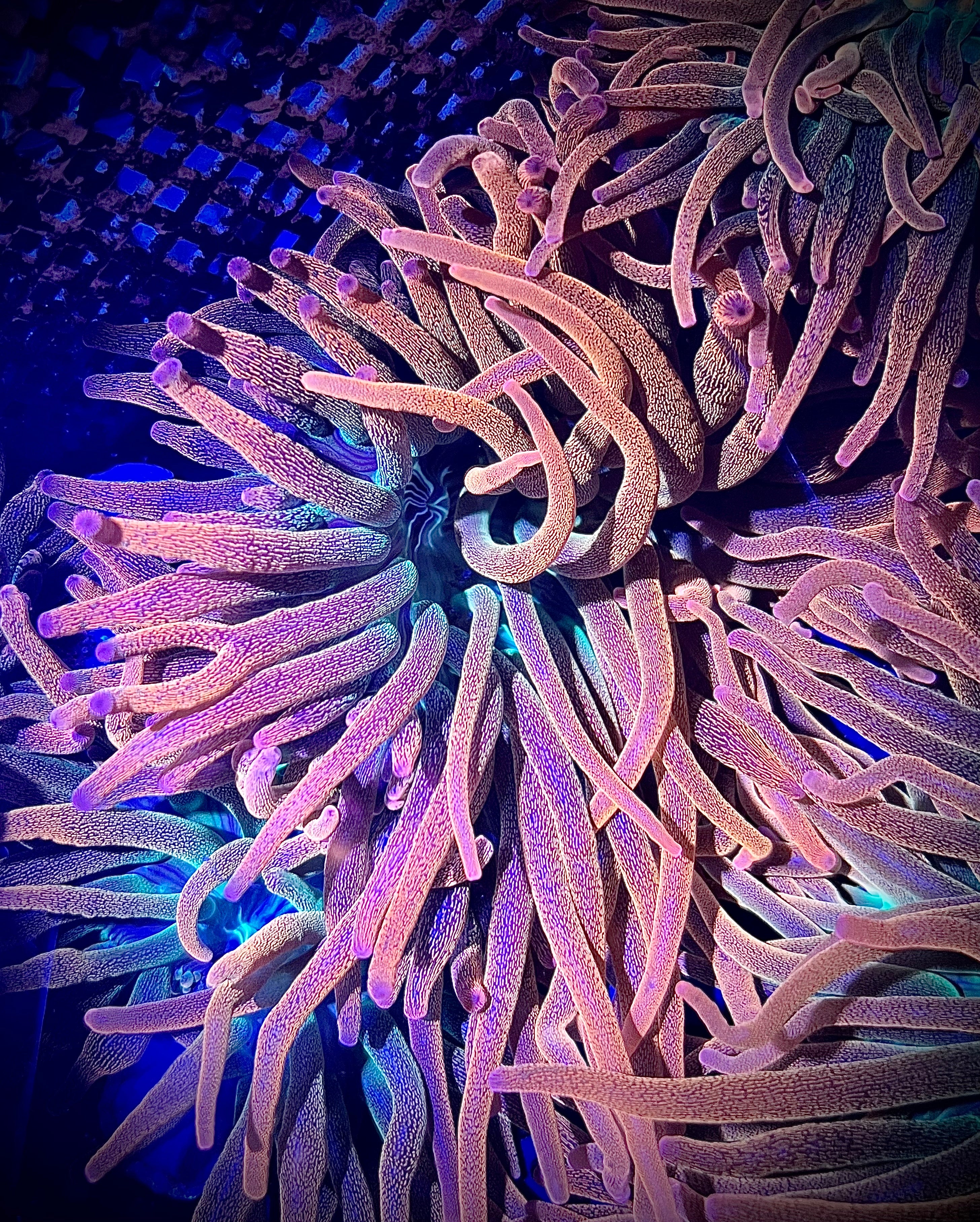XL Rainbow Bubble Tip Anemone, 7-8"+ (WYSIWYG)