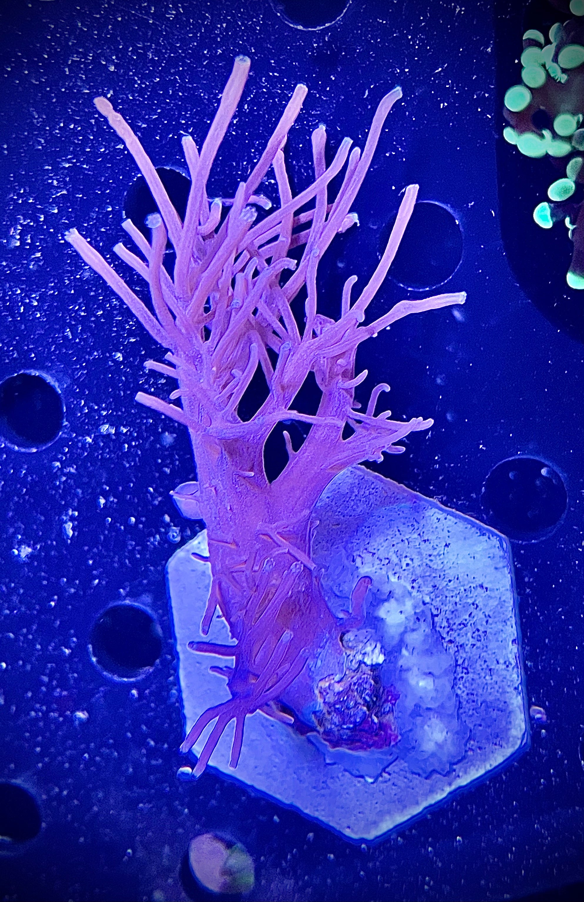 ECC Starlight Cespitularia (WYSIWYG)