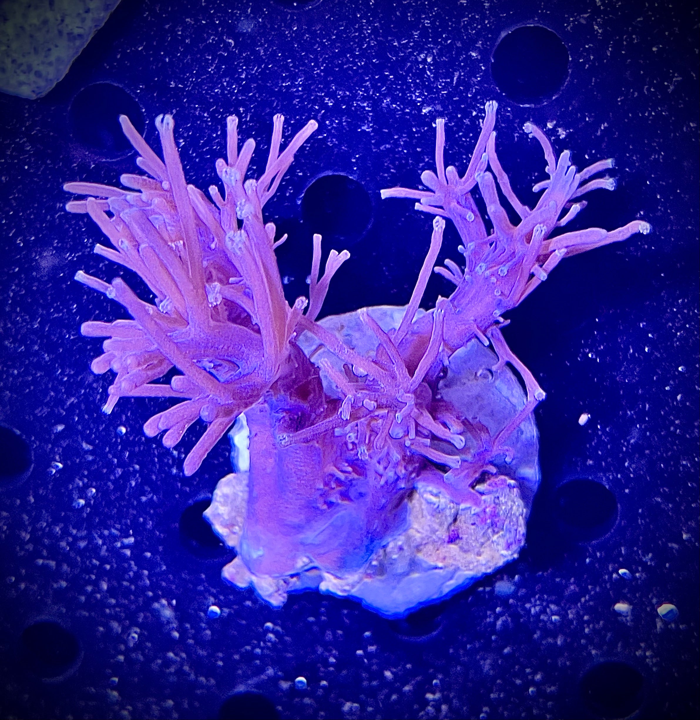 ECC Starlight Cespitularia (WYSIWYG)