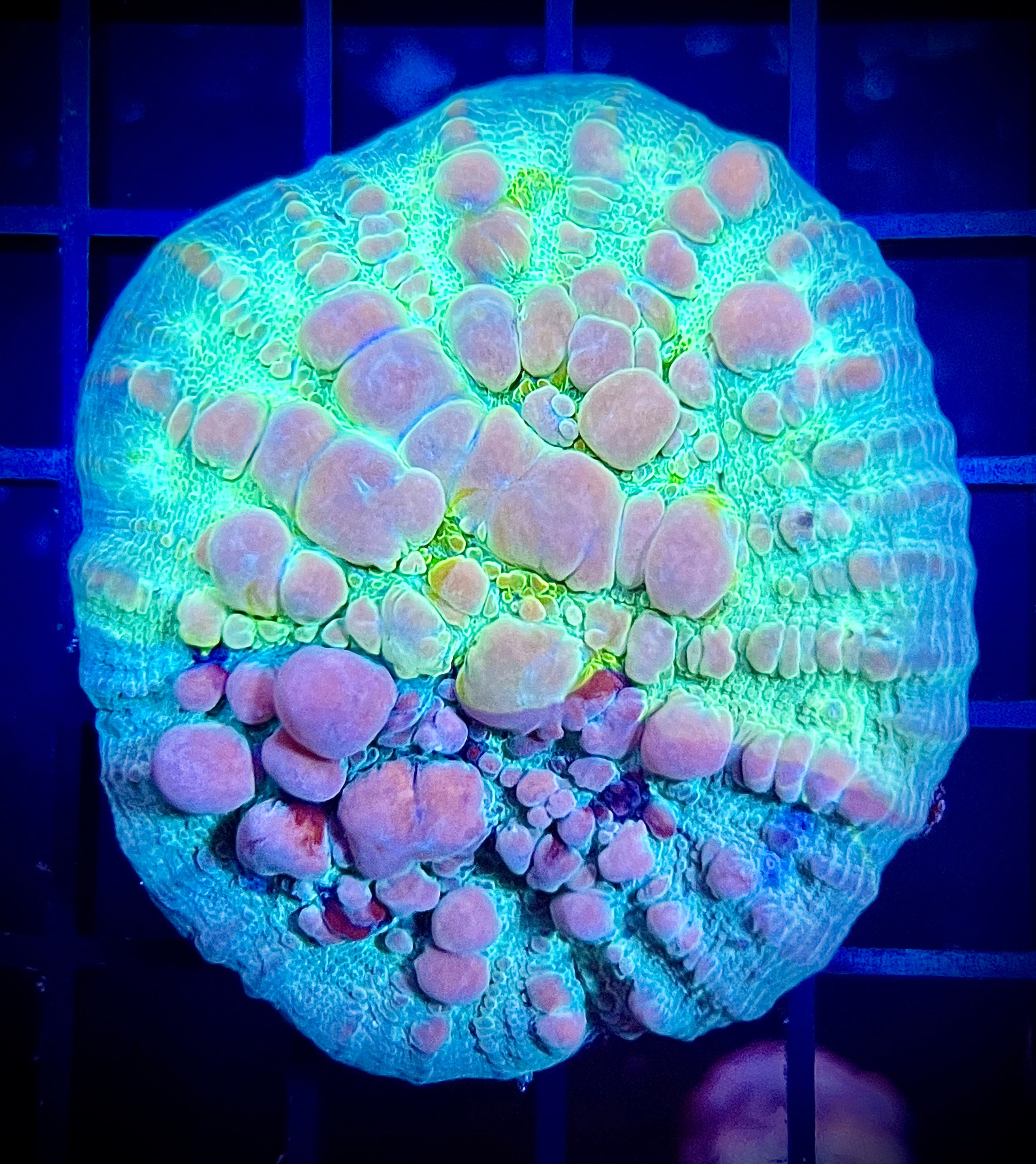 WWC Cosmic Candy Bounce Chalice (WYSIWYG, Bi-color)